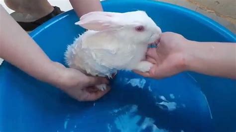 Washing Our Little Bunny Youtube