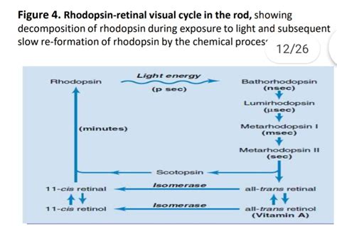 Solved Explain In Detail Each And Every Rhodopsin Retinal Visual