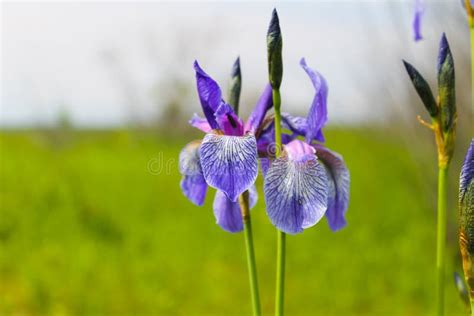 Wild Blue Iris Flowers Stock Photo Image Of Flower Habitat 85686050