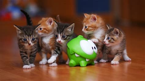 Five Kittens