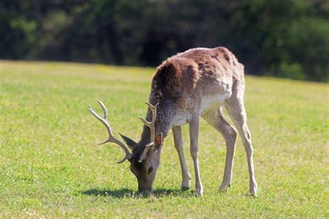 Fallow Deer Grazing On A Meadow Stock Image Image Of Woodland