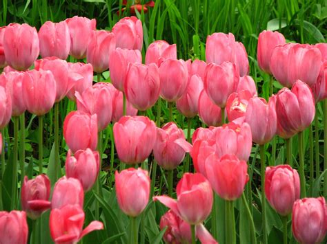 30 Hình Ảnh Hoa Tulip Đẹp Nhất Làm ảnh Nền Máy Tính Và điện Thoại