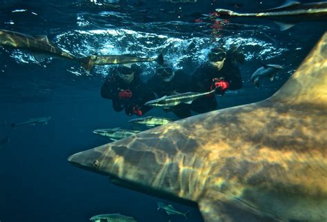 Shark Cage Diving Durban 2022 Lohnt Es Sich Mit Fotos