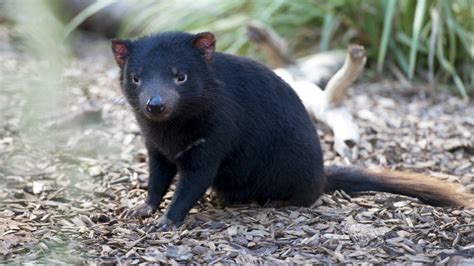 All adoptions are being carried out by appointment only. Australian Native Animals Encounter at Monarto Zoo