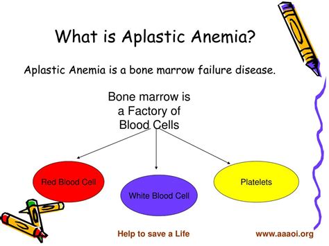 Ppt Bone Marrow Failure Aplastic Anemia Powerpoint Presentation