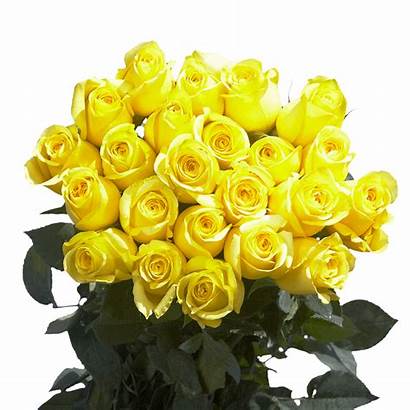 Yellow Roses Lemon Vibrant Globalrose Stems Citran