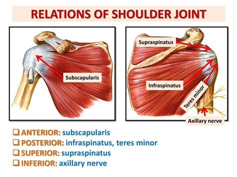 Anterior Shoulder Tendon Anatomy Posterior Muscles And Ligaments Of