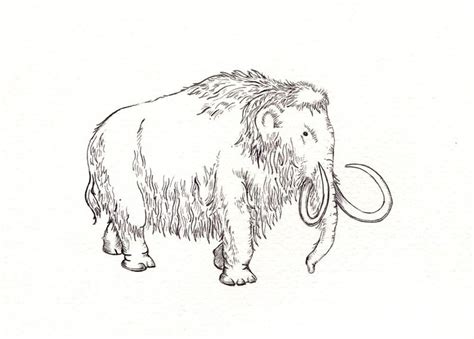 Woolly Mammoth Drawing At Explore Collection Of