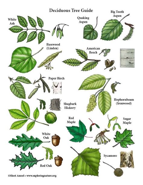 Deciduous Tree Guide Deciduous Trees Tree Leaf Identification Leaf