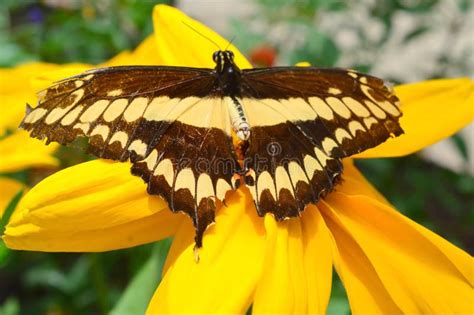 Farfalla Gigante Della Coda Del Sorso Fotografia Stock Immagine Di