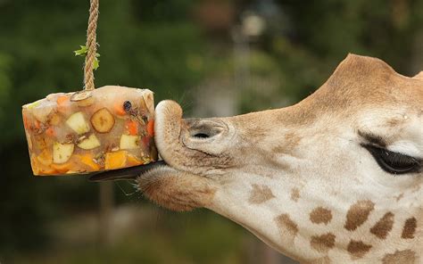 16 Pictures Of Animals Eating Fruit Gallery Ebaums World