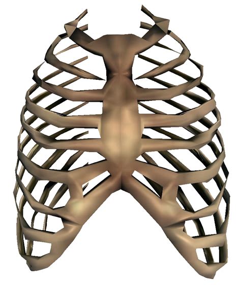 The rib cage consists of 24 ribs, 12 on either side, and it shields the organs of the chest, including the heart and the lungs, from damage. Rib Cage PNG Transparent Images | PNG All