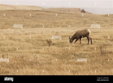 Bighorn Sheep In The Theodore Roosevelt National Park In North Dakota