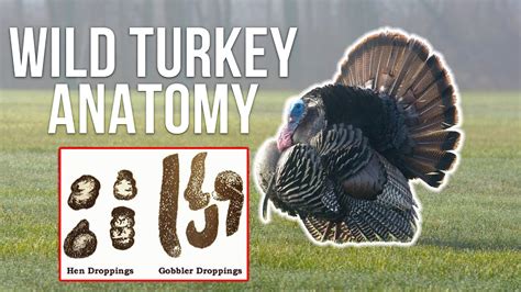 How Turkey Gizzards Work Wild Turkey Anatomy Youtube