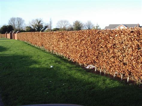 50 Copper Beech 2 3ft Purple Hedging Treesstunning All Year Colour 60