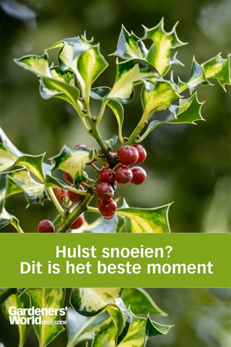 Hulst Snoeien Dit Is Het Beste Moment Artofit