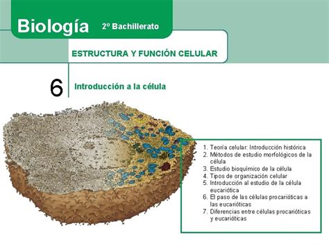 Biologa 2 Bachillerato Estructura Y Funcin Celular 6