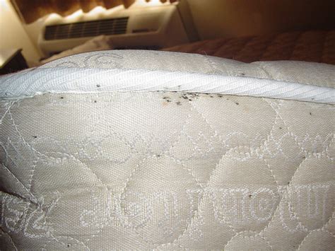 What is a bed bug mattress cover? Bed Bugs Tips - What you need to know when you are traveling.