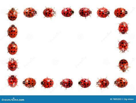 Ladybug Frame Border Stock Images Download 38 Photos