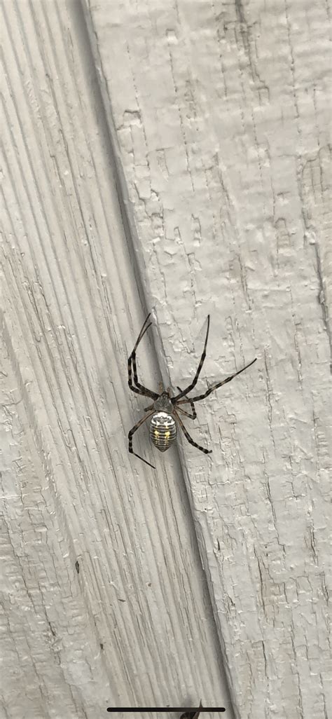 Spiders In Michigan Species And Pictures