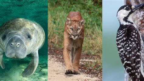 Endangered Species Act changes affect Florida wildlife