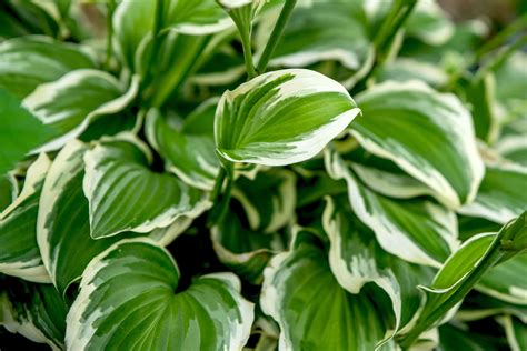 Francee Hosta Plant Care And Growing Guide
