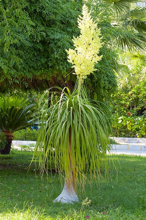 How To Grow Ponytail Palm Indoors Make House Cool