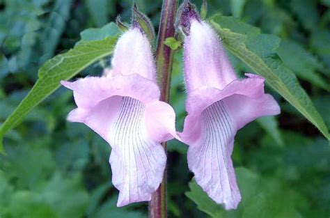 We did not find results for: Wild Foxglove - Flowers - South Africa