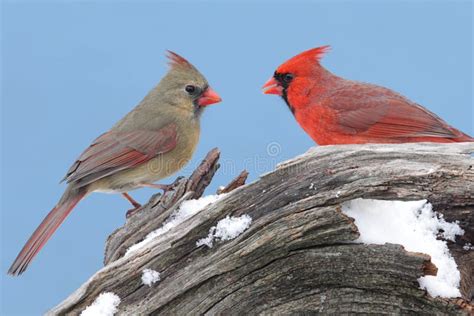 Pair Of Northern Cardinals Stock Image Image Of Couple 4386677