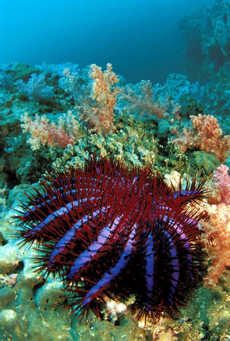 Thailand Reef Scene With Crown Of Thorns Starfish Acanthaster Planci