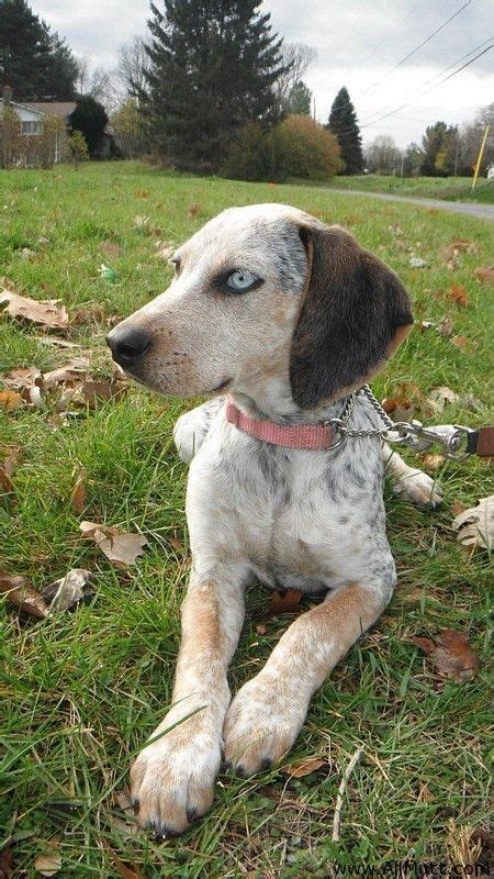 6 4 Months Old Hq Bluetick Coonhounds Dog Puppy For Sale Or Adoption