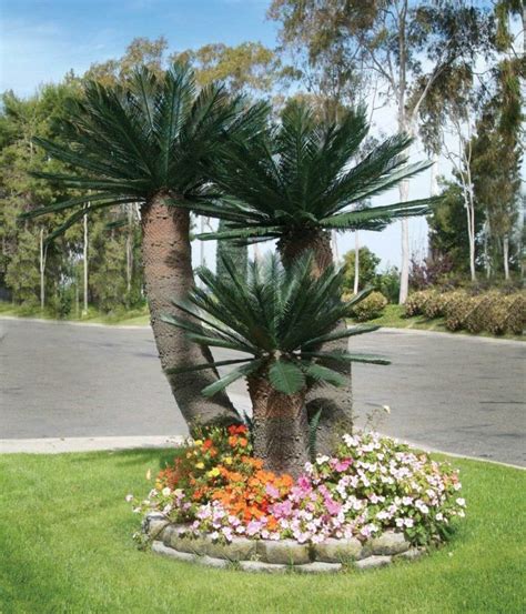 Artificial Sago Palm Tree Treescapes And Plantworks