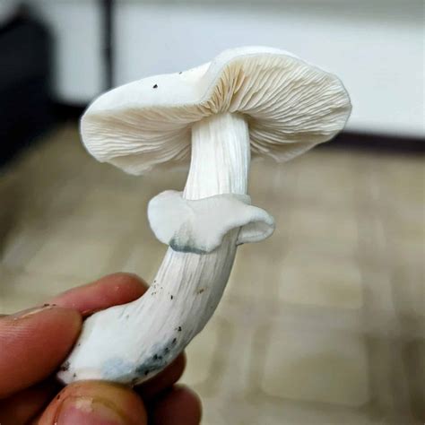 True Albino Teacher Magic Mushroom Information