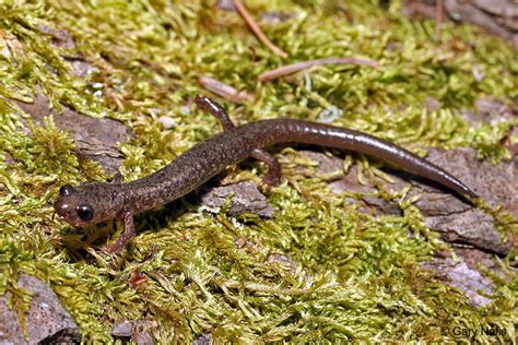 Jemez Mountains Salamander Plethodon Neomexicanus