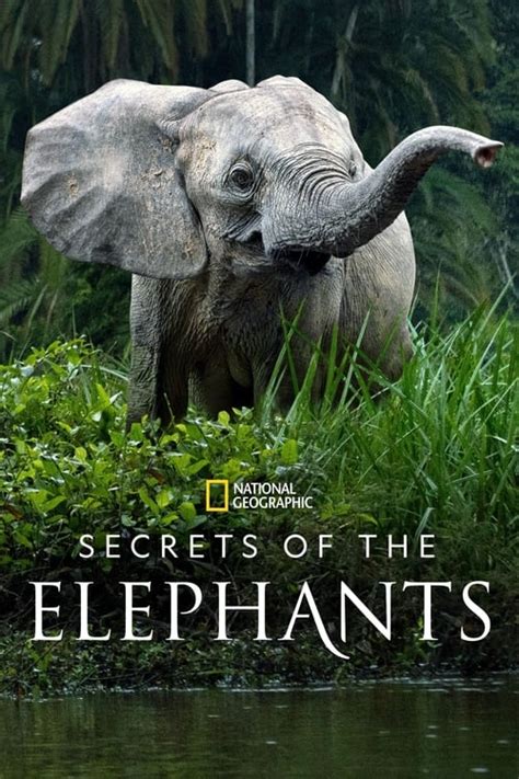 Secrets Of The Elephants Serie MijnSerie
