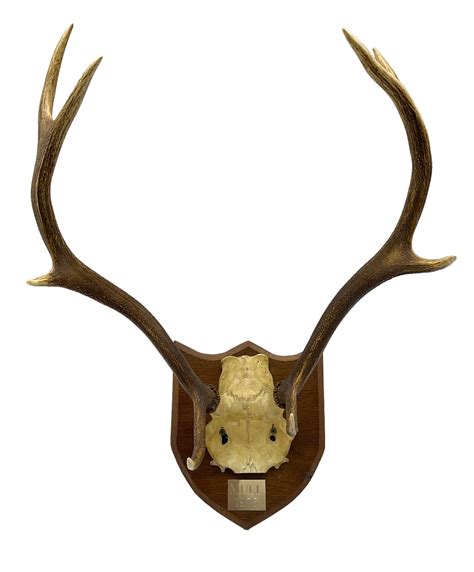 Ds Taxidermy Pair Of Eight Point Stag Antlers With Skull Cap On Shield