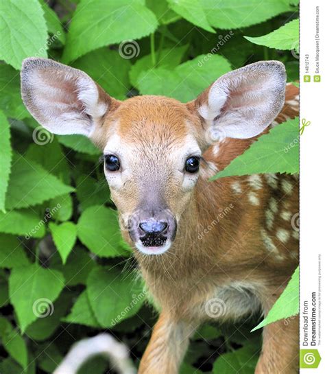 Whitetail Deer Fawn Stock Image Image Of Mammal Deer 14812743