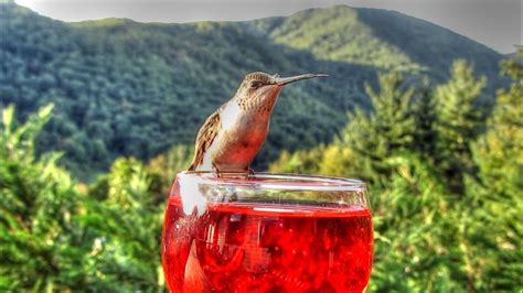 In fact, the hummingbird vine depends on hummingbirds and bees for pollination. Hummingbird Drinks From Wine Glass - YouTube