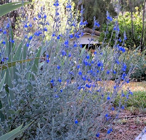 Hyacinth, as it is commonly known, or hyacinthus, asparagaceae, is a group of plants grown from bulbs in a range of colors including white, yellow, pink, purple, and blue. Salvia chamaedryoides - Matilija Nursery - California ...