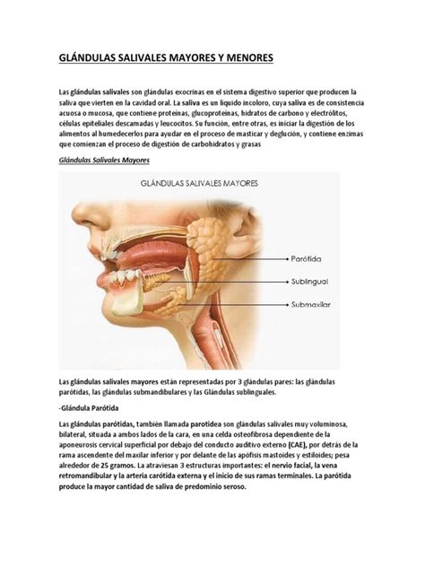 Glándulas Salivales Mayores Y Menores Boca Glándulas