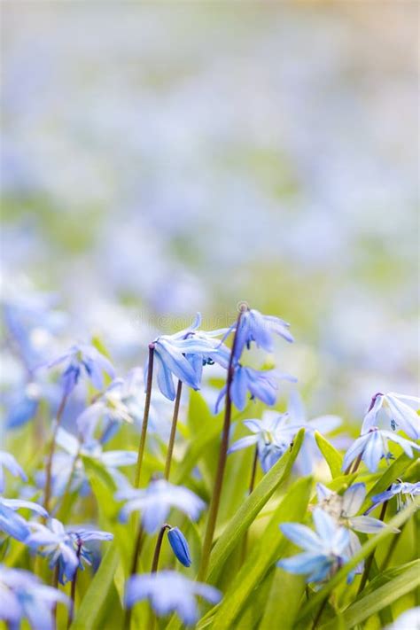 Spring Blue Flowers Wood Squill Stock Image Image Of Bloom