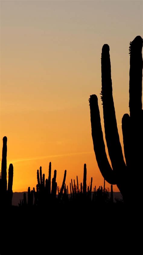 Cactus Sunset Wallpapers 4k Hd Cactus Sunset Backgrounds On Wallpaperbat