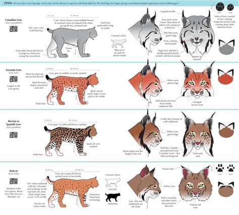 See more ideas about animal drawings, drawings, art reference. Pin on animal reference