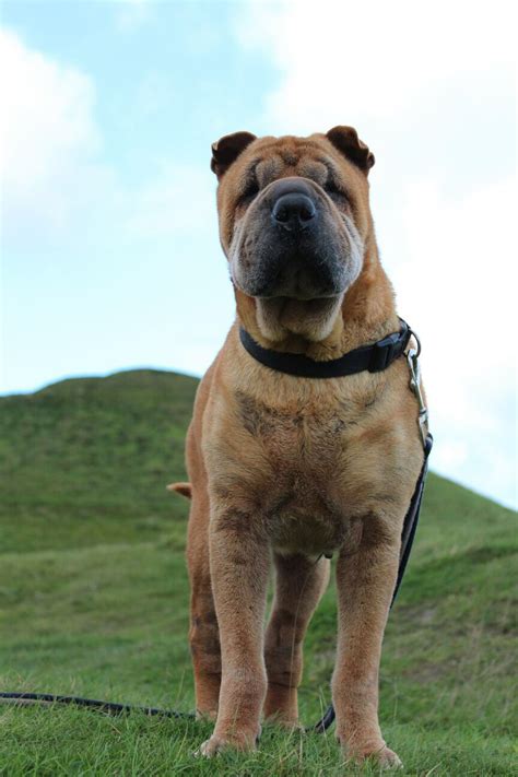 A Large Brown Dog Standing On Top Of A Lush Green Field Next To A Hill