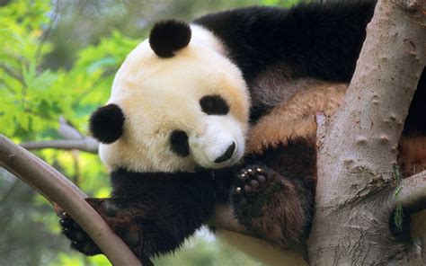 We did not find results for: Panda Wallpaper and Background Image | 1600x1000 | ID ...