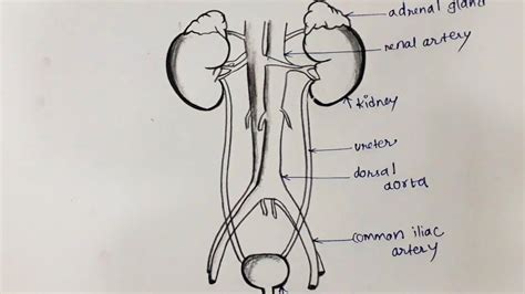 How To Draw Human Excretory System Diagram For Beginners Youtube