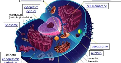 Blog De Teacher Nieves Cells Cells Theyre Made Of Organelles