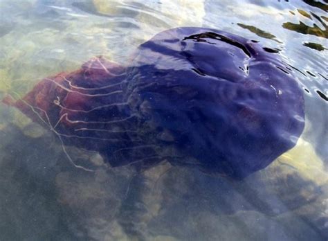 Is A Rare Jellyfish Making A Comeback In Southern California Cal