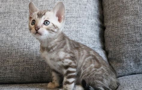 Snow Bengal Kittens For Sale Delivery To Usa And Canada