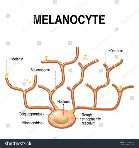 Structure Melanocyte Melanin Producing Cells Melanin Stock Vector